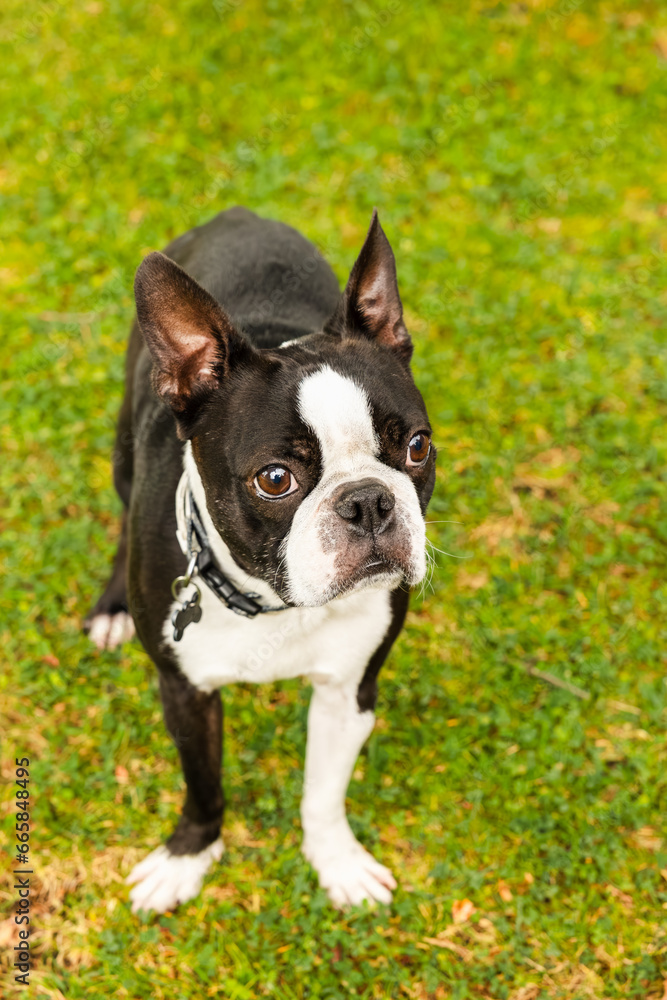 Beautiful black and white boston terrier dog with a very attentive look at the indications given to him