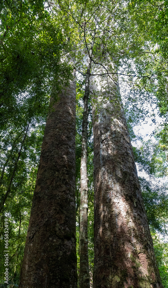 Naklejka premium Tall and majestic kauri trees in the Waipoua Forest, North Island of New Zealand