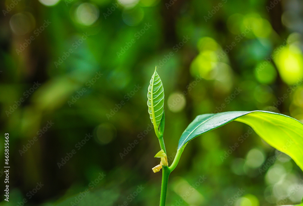 New Jackfruit Leaf Close Up View (Leafy Background) New Jackfruit Leaf Close Up View (Leafy Background)