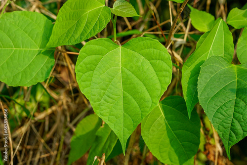 Gmelina arborea leaves,
Beautiful heart shaped leaves