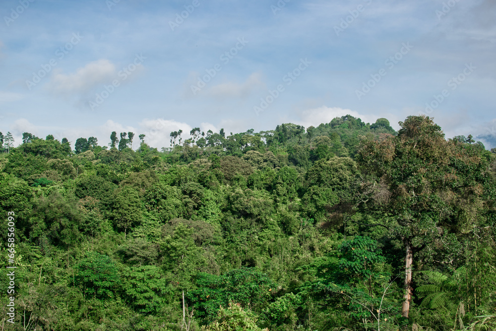 Landscape dense forest view from high angle with blue sky and some clouds.
