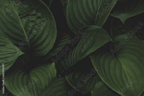 Dark green foliage background with copy space. Natural leaves  green tropical forest  background  hosta