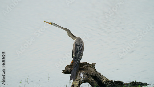 Darter perched on a wooden log with reflecton on water photo