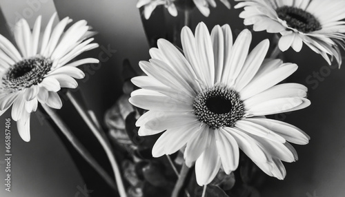 monochrome black and white elegant gerber flowers aesthetic floral simplicity composition close up view flower