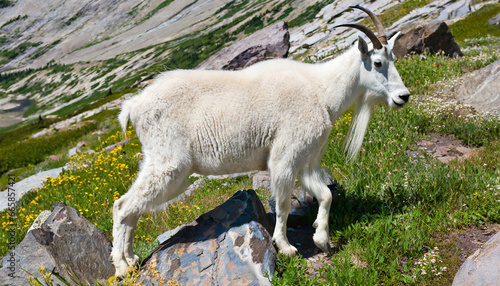 mountain goat in glacier national park © Enzo