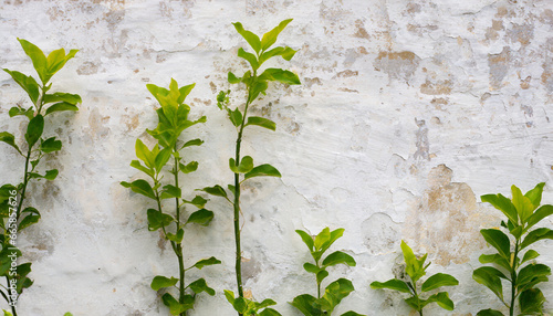 old white lime washed wall texture