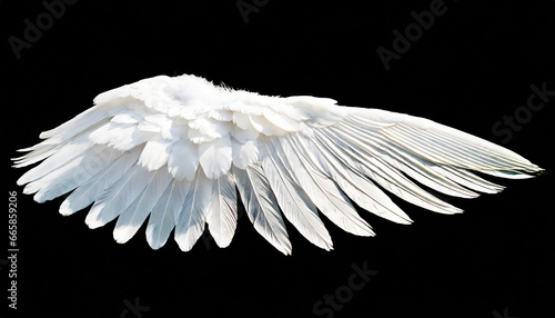 white angel wing isolated for design