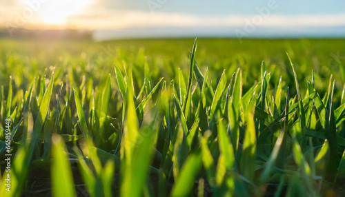 young sprouts of winter wheat of grain crops fertile agricultural land seedlings of grain crops under the rays of the sun