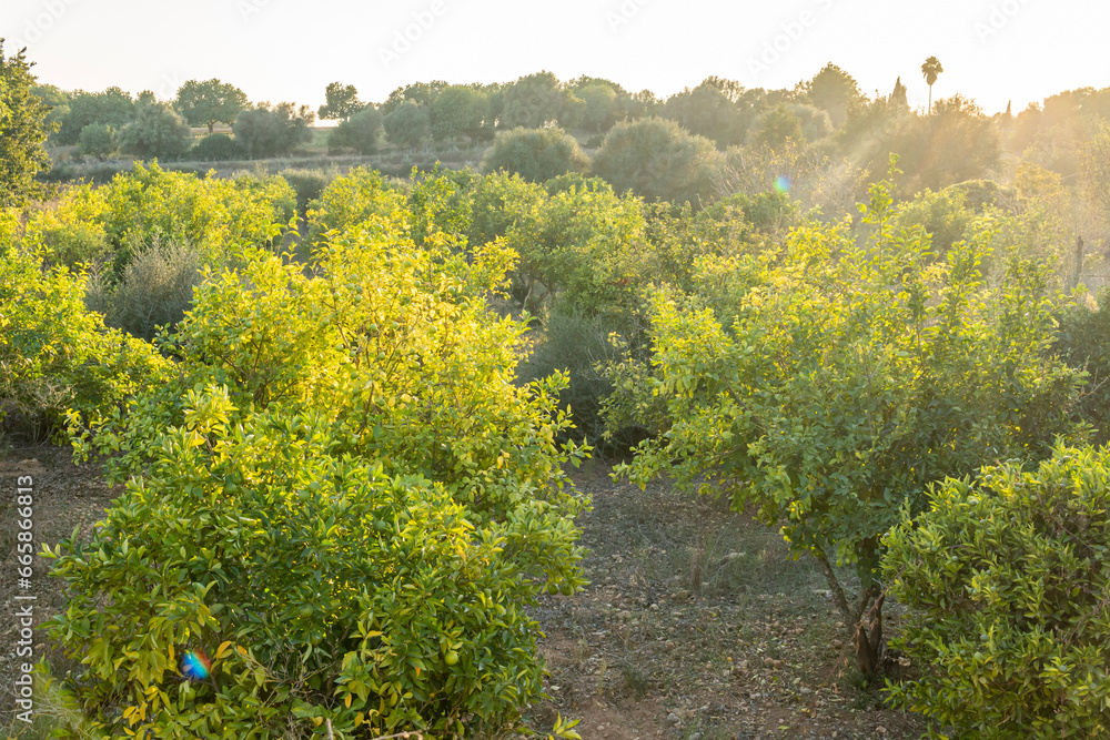 Citrus tree cultivation in Mallorca island