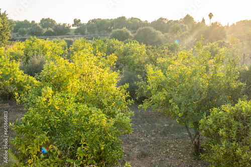 Fototapeta Naklejka Na Ścianę i Meble -  Citrus tree cultivation in Mallorca island