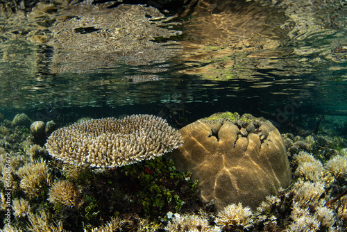 Shallow reef-building corals grow just under the low tide line in Raja Ampat. This area is known as the heart of the Coral Triangle due to its incredible marine biodiversity.