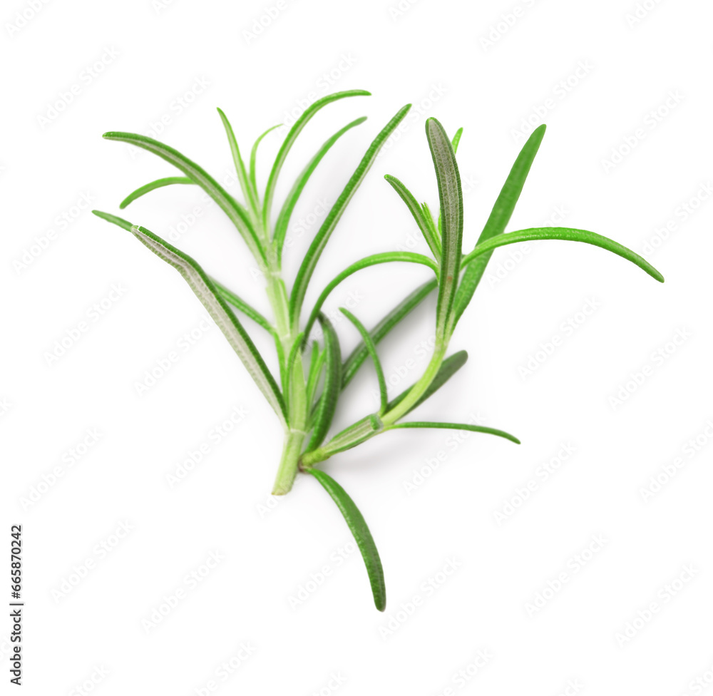 Obraz premium Sprig of fresh rosemary isolated on white