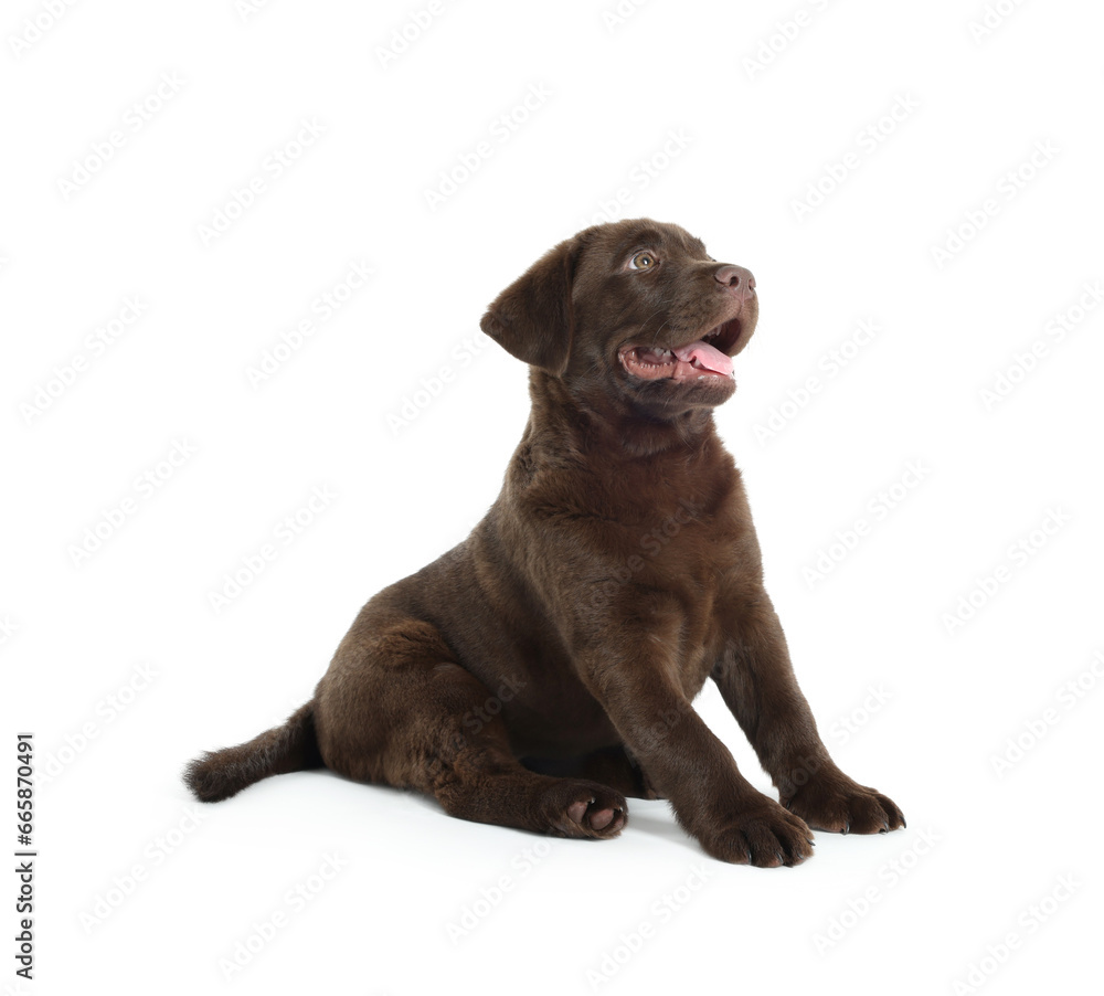 Cute chocolate Labrador Retriever puppy on white background Cute chocolate Labrador Retriever puppy on white background