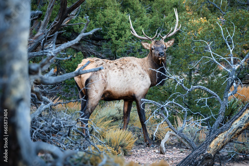 elk  in the woods at grand canyon national park