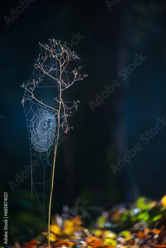 2023-10-21 A SMALL TWIG WITH A BEAUTIFUL SPIDER WEB AND A DARK BACKGROUND AND COLORFUL FOREGROUND ON MERCER ISLAND WASHINGTON
