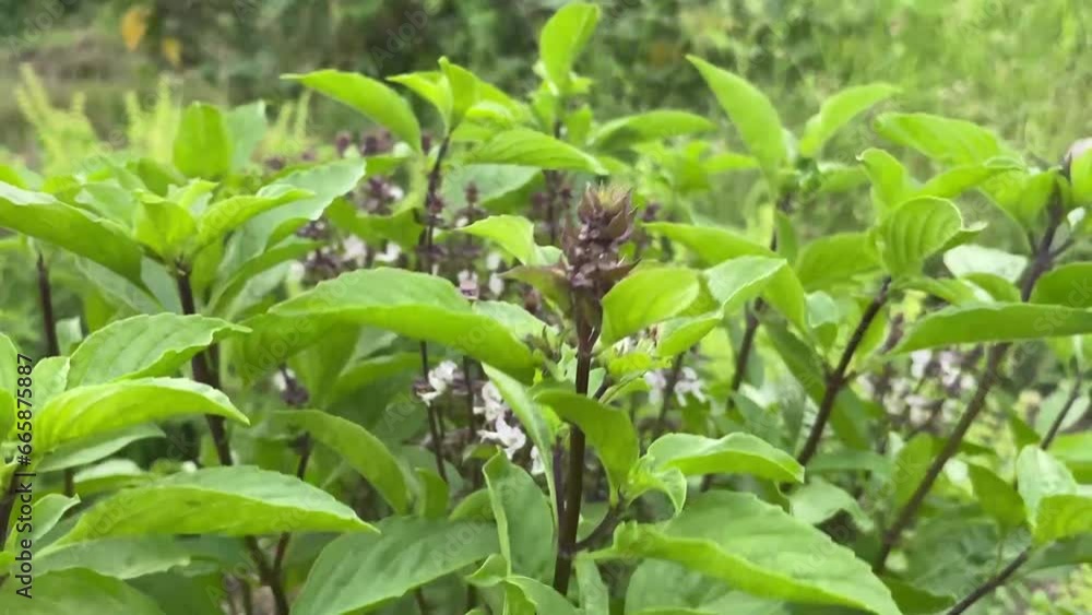 green leaves of the sweet basil plant in the garden green leaves of the sweet basil plant in the garden