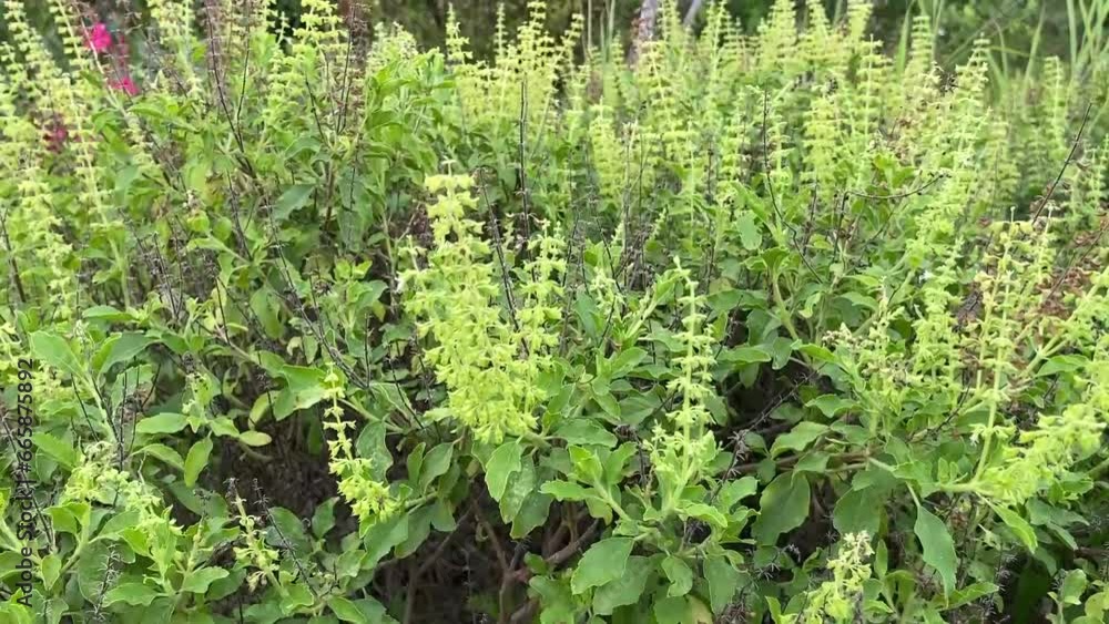holy basil flower in nature garden holy basil flower in nature garden