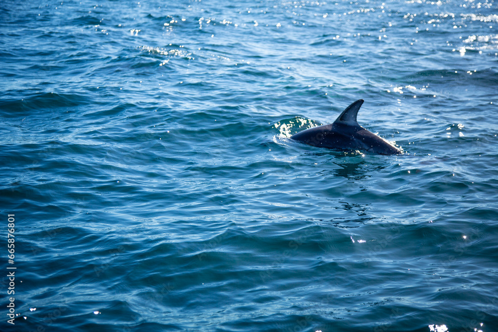 Fototapeta premium dolphin in the water