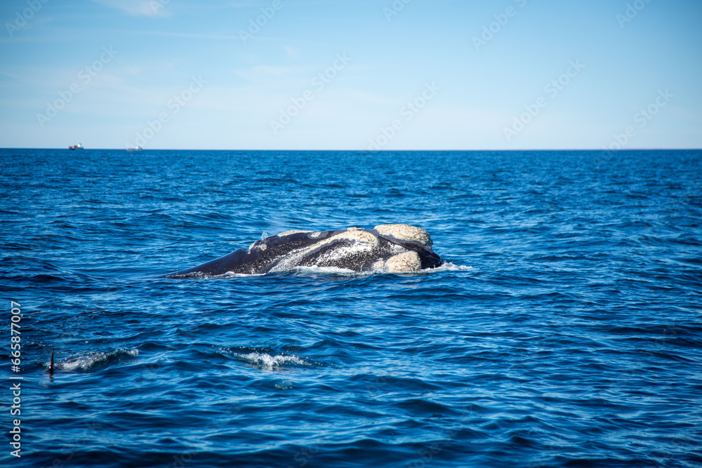 Fototapeta premium Southern right whale