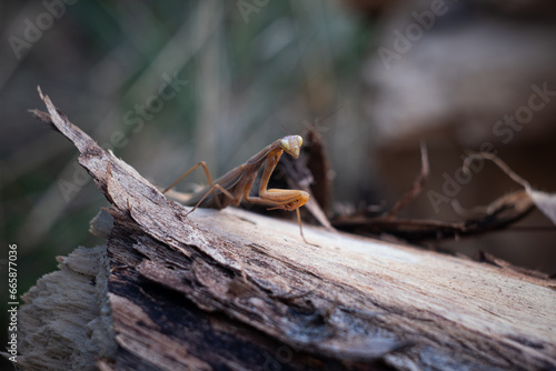 Macro photo of a praying mantis on an old tree stump © thomas
