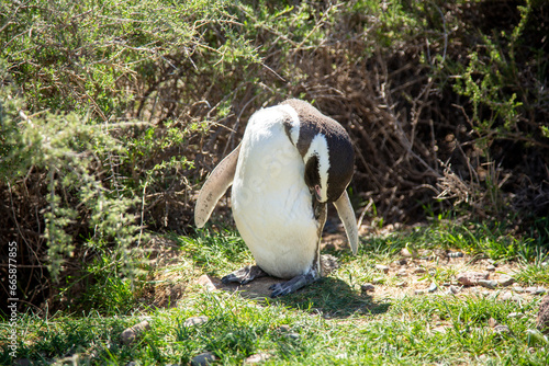 Punta Tombo photo