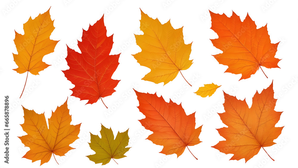 autumn leaves isolated autumn leaves isolated