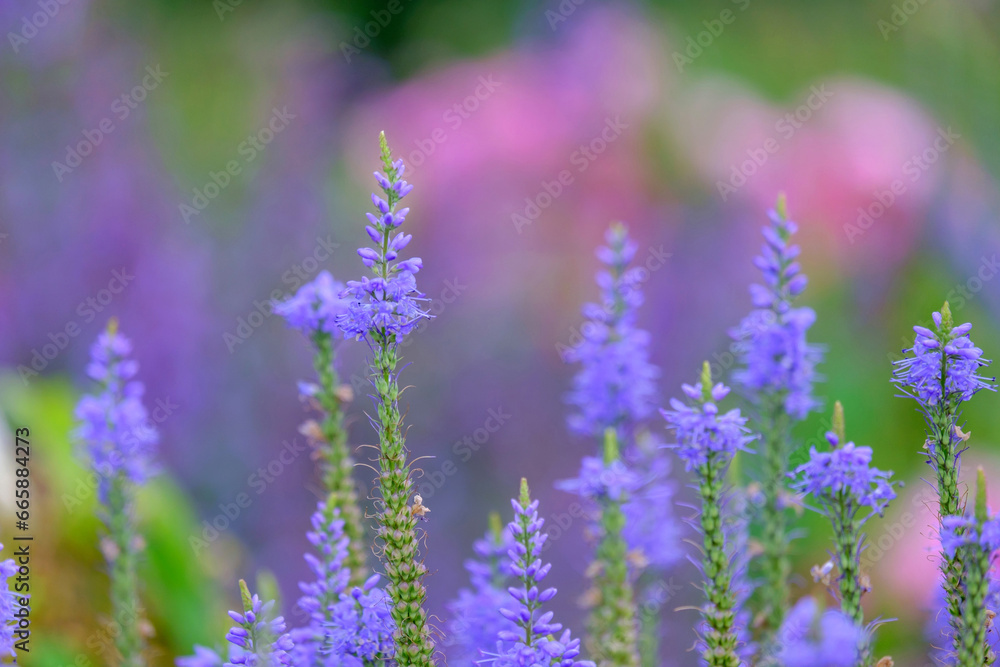 Naklejka premium Veronica longifolia blauriesin or speedwells blue flowers selective focus.