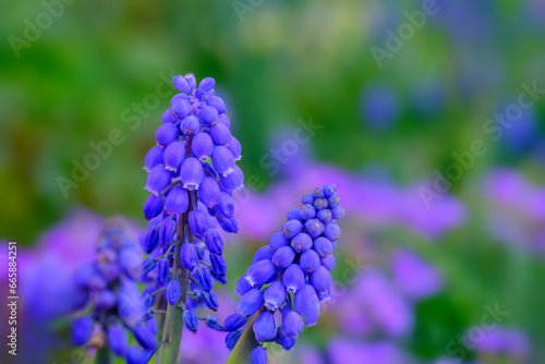 Tender blue muscari flowers in Bad Pyrmont  Germany  closeup.
