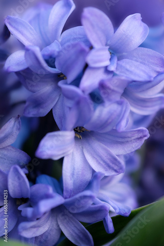 Hyacinthus orientalis, the common hyacinth, garden hyacinth or Dutch hyacinth closeup with selective focus.