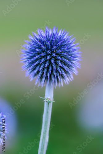 Ball thistle veitchs blue in a garden closeup.