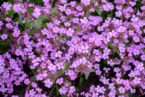 Rock soapwort flowers  saponaria ocymoides  can be used as natural background of pink flowers and green leaves.