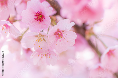 春先に咲くピンクの可愛い桃の花