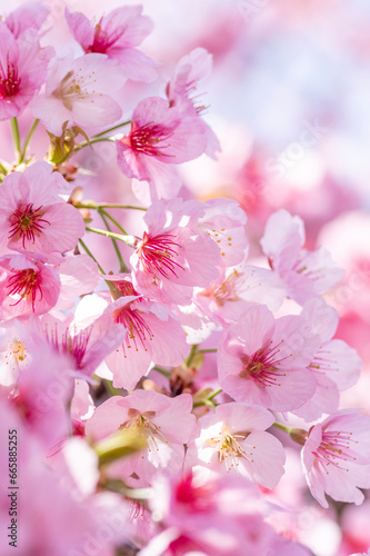 春先に咲くピンクの可愛い桃の花