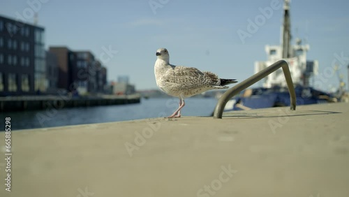 A seagull on the edge