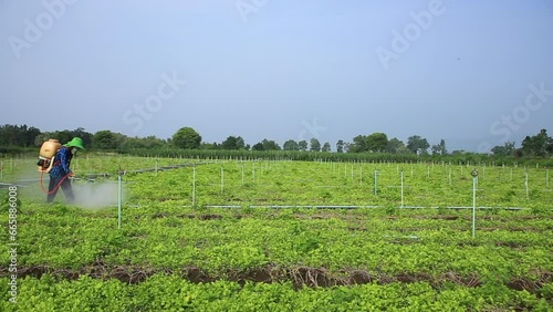 Oct 18 2023-4453. Farmers are spraying vegetables with liquid fertilizer