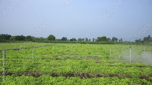Oct 18 2023-4454. Farmers are spraying vegetables with liquid fertilizer