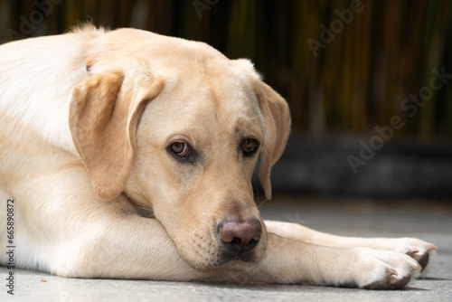 A yellow eight-month old labrador retriever looking at the camera whilst laying down. photo