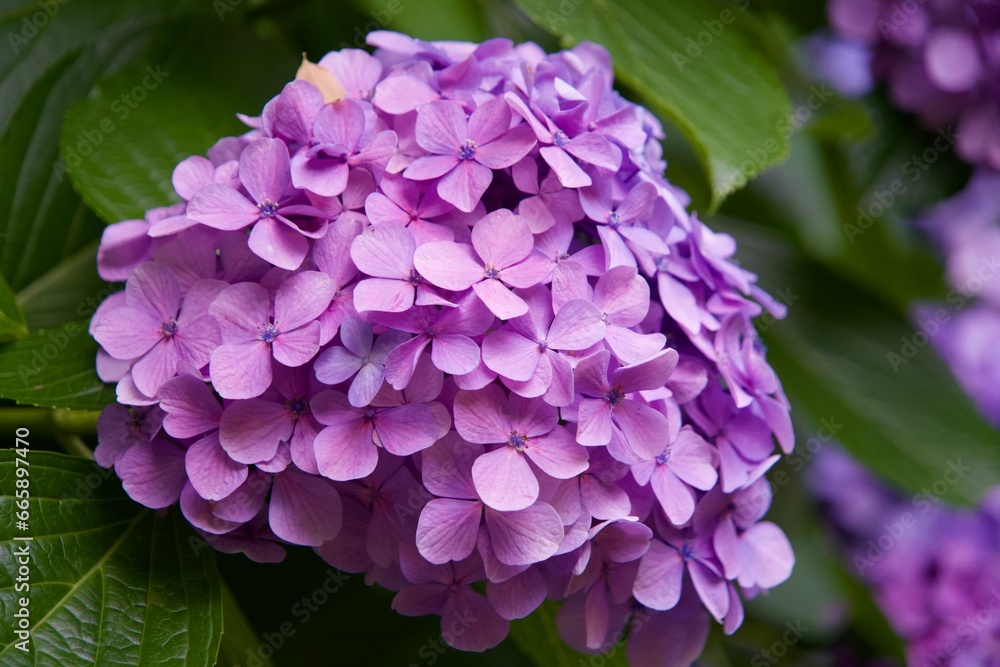 Close-up of light pink hydrangea in early summer