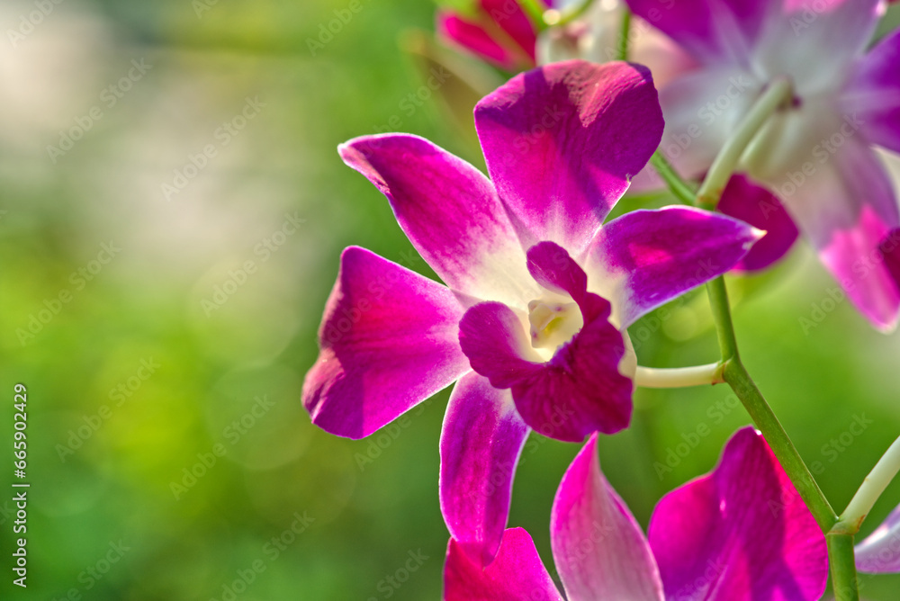 Close-up Cattleya orchids or Cattleya walkeriana in nature, natural light, empty space for copy and design. Close-up Cattleya orchids or Cattleya walkeriana in nature, natural light, empty space for copy and design.