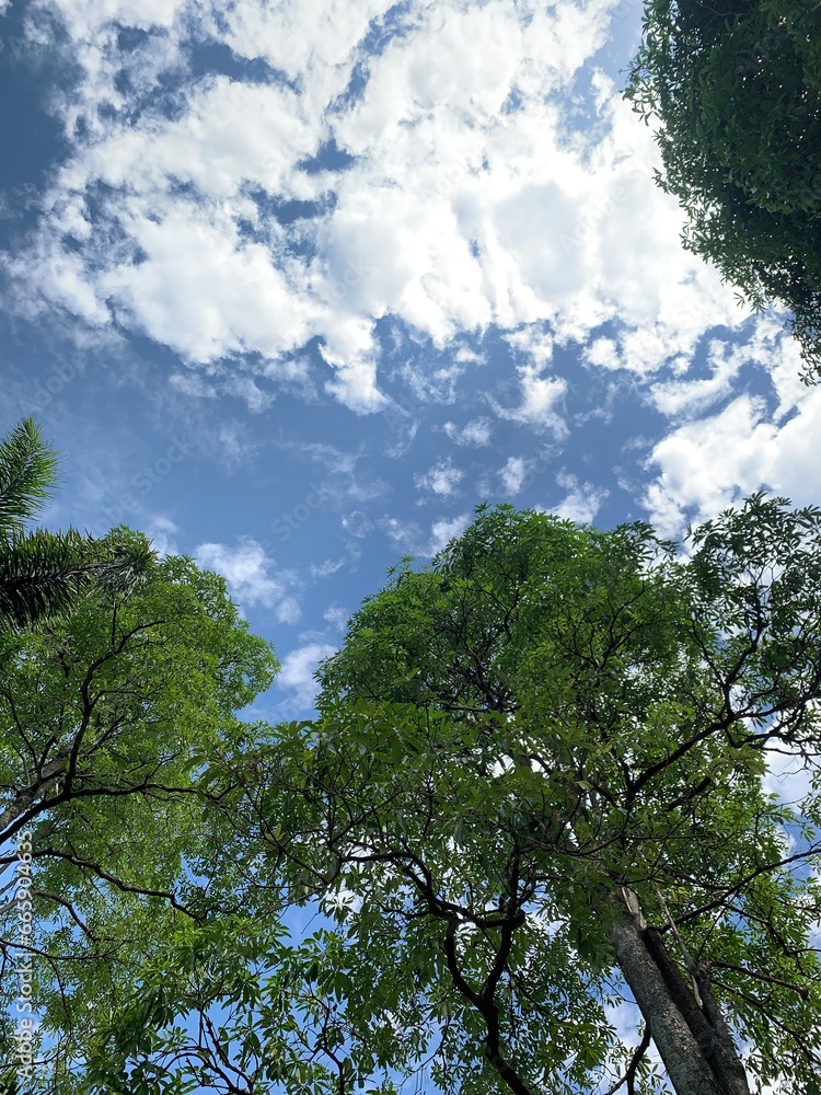 Obraz premium trees and clouds