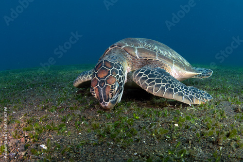 Green turtle - Chelonia mydas. Sea life of Bali, Indonesia.