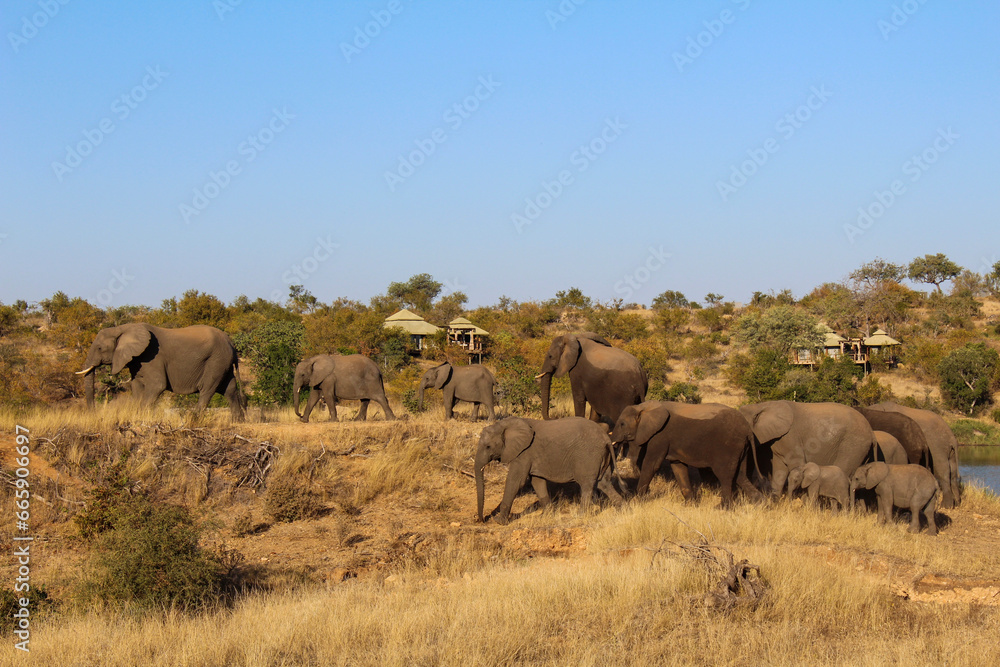 Elephants leaving the watering hole