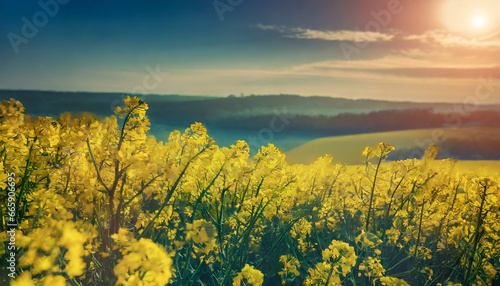 Rapeseed spring flowers