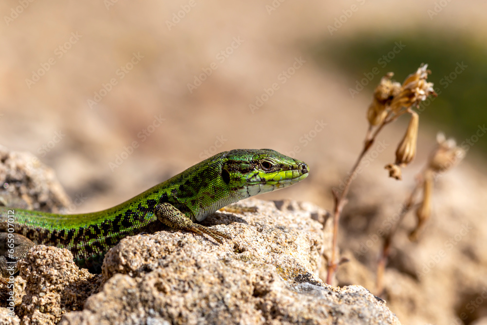 Erhard's Wall Lizard (Podarcis erhardii naxensis) sitting on a stones close-up in a sunny day Erhard's Wall Lizard (Podarcis erhardii naxensis) sitting on a stones close-up in a sunny day