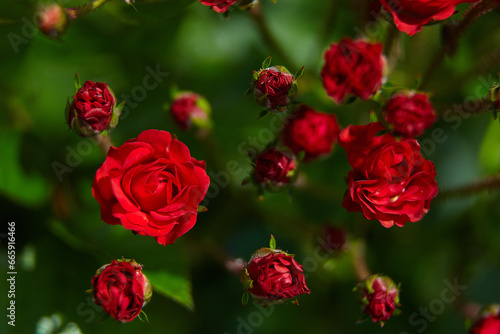 The bush of red roses 