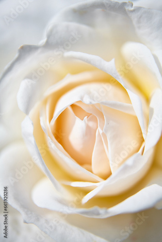 Blooming white rose