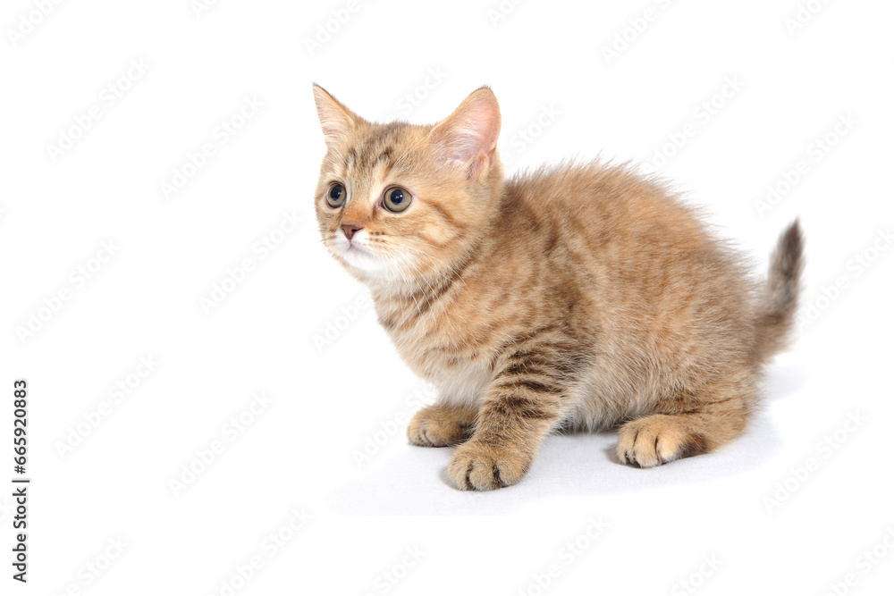 ginger purebred kitten sits on an isolated white background