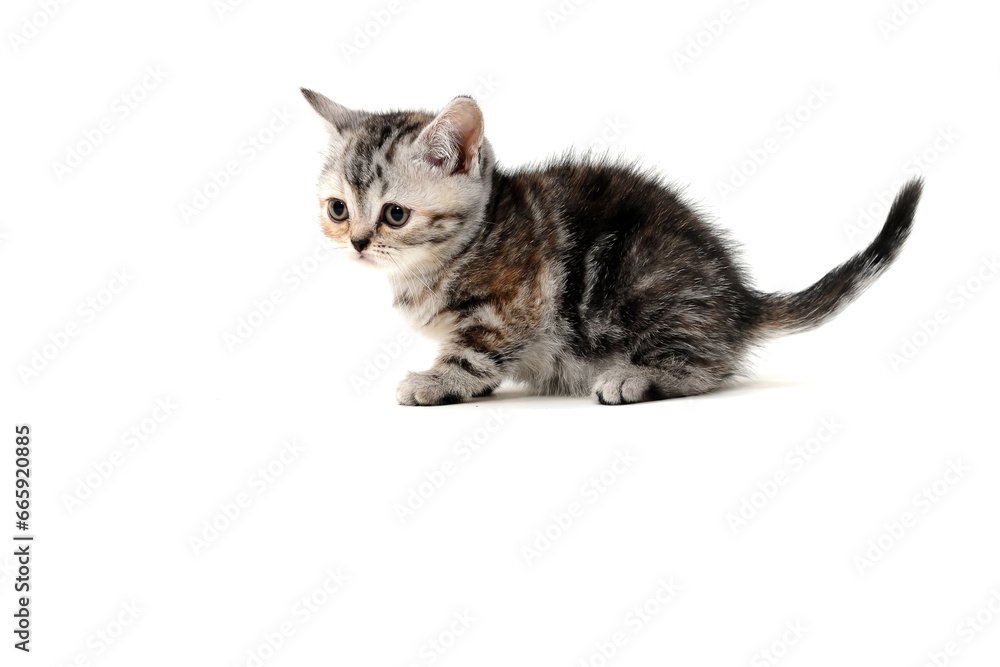 Fluffy grey kitten on a white isolated background Fluffy grey kitten on a white isolated background