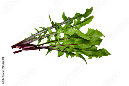 Fresh red leaf chicory .red dandelion.