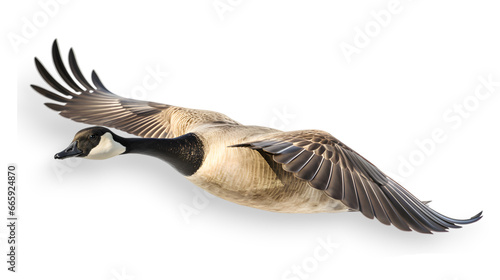 close up of a brown flying canada goose isolated on transparent background. side view